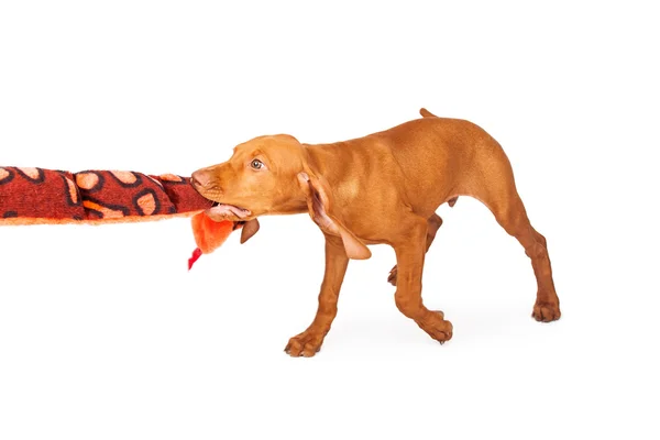 Hundvalp (sittande) valp leker med plysch leksak — Stockfoto