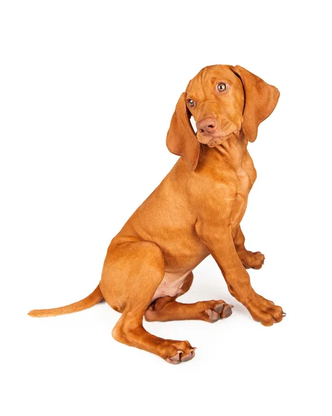 Vizsla köpek oturma profil — Stok fotoğraf