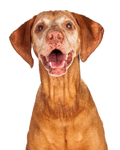 Portret szczęśliwy vizsla psa — Zdjęcie stockowe