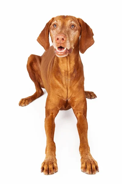 Vizsla cane posa felice espressione — Foto Stock