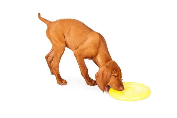 Hundvalp (sittande) valp plocka upp frisbee — Stockfoto