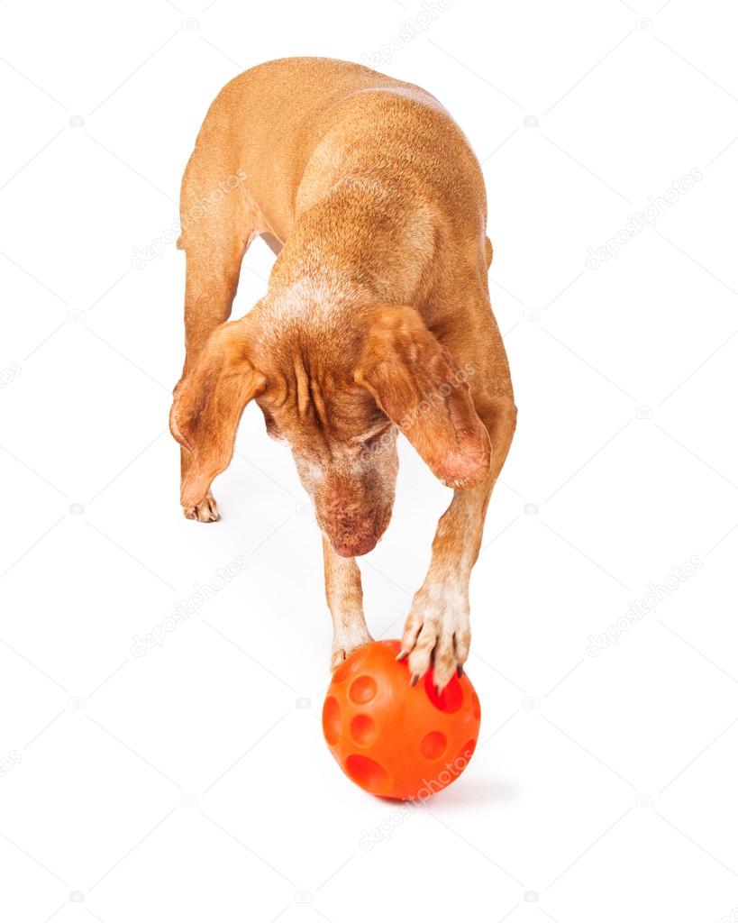Vizsla dog playing with toy