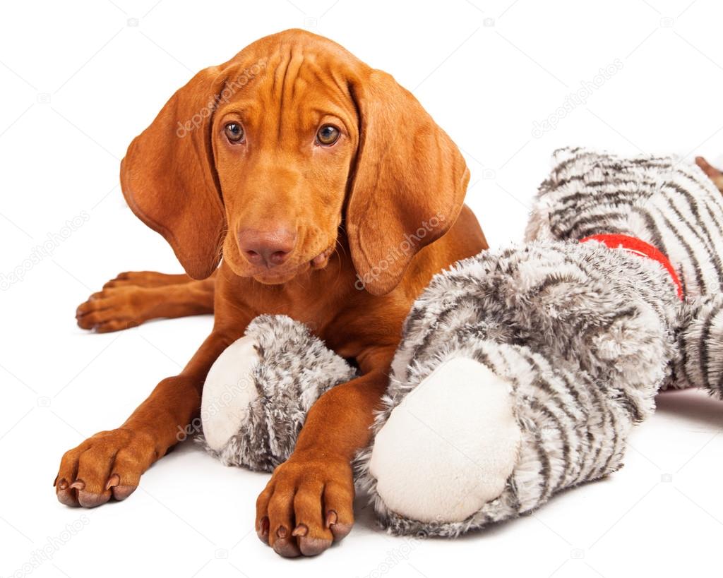 Vizsla dog stuffed animal | Vizsla 