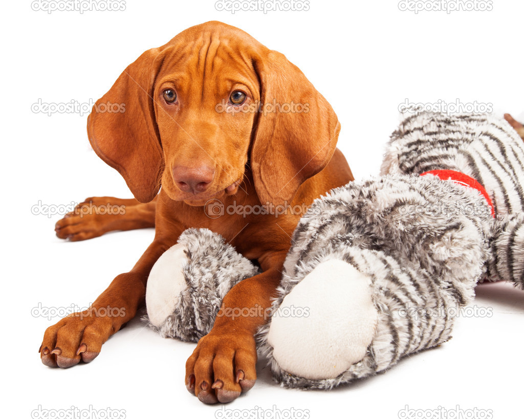 Vizsla Puppy Laying on Stuffed Toy