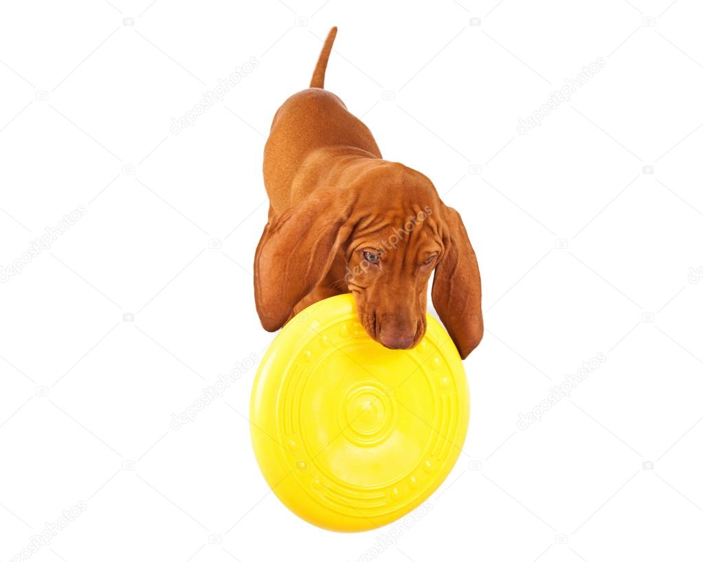 Vizsla Puppy Playing With Frisbee