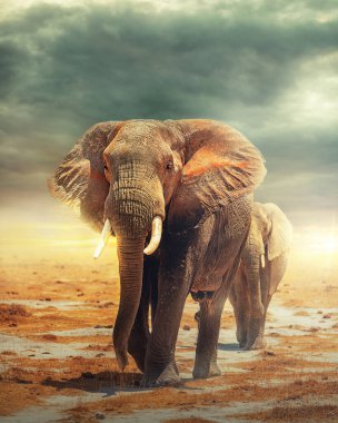 Filler Amboseli Ulusal Parkı 'nın kuru göl yatağında sihirli altın bir gündoğumu sırasında yürüyorlar.