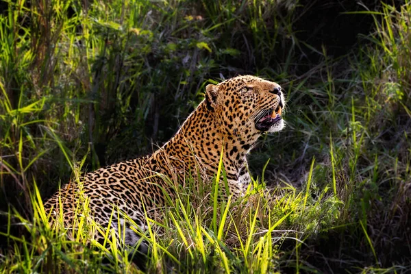 一只美丽的雄性大豹躺在肯尼亚的丛林里 晨曦照亮了它和周围的草地 — 图库照片