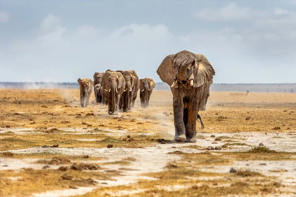 Bir Afrika Fili Sandığı Kaldırıyor Diğerlerini Amboseli Kenya Afrika Daki — Stok fotoğraf