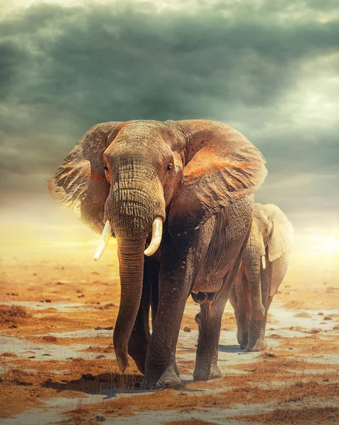 Elefántok Sétálnak Amboseli Nemzeti Park Száraz Tómedrén Egy Varázslatos Arany — Stock Fotó