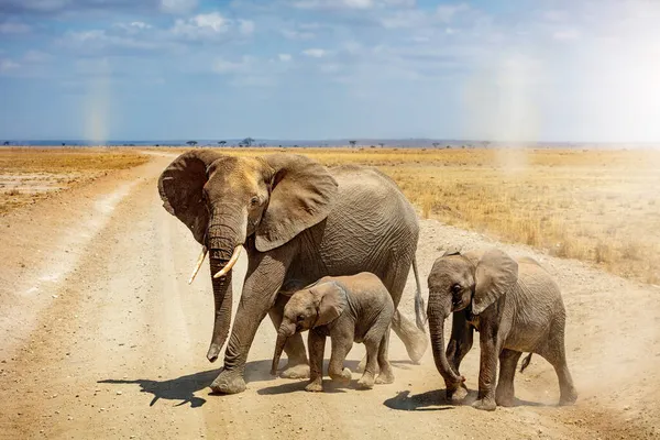 Elefántok Családja Átkelt Egy Szafari Játék Meghajtó Úton Kenyában Afrika — Stock Fotó