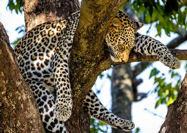 Foto Engraçada Leopardo Africano Dormindo Enquanto Pendura Membros Sobre Galhos — Fotografia de Stock