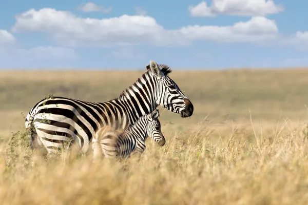 Plains Anya Zebra Csikója Együtt Sétálnak Kenya Afrika Magas Füvében — Stock Fotó