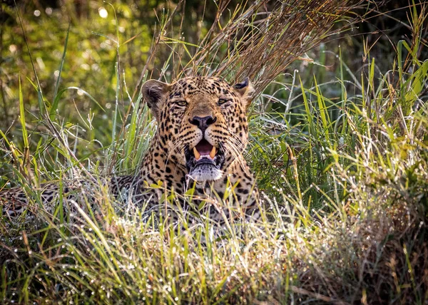 Foto Close Grande Gato Leopardo Deitado Grama Quênia África Imagens De Bancos De Imagens