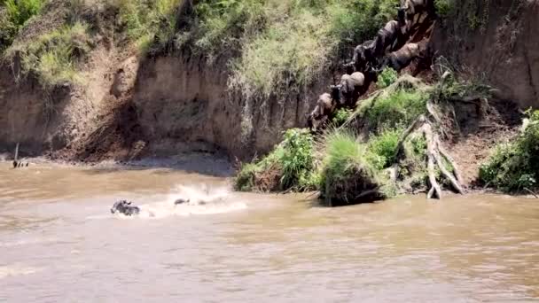 Migrar Gnus Saltando Para Rio Mara — Vídeo de Stock