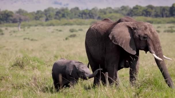 Elefante Bezerro Amamentando Enquanto Mãe Está Grazing — Vídeo de Stock