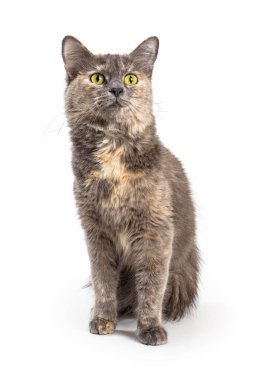 Meraklı genç kaplumbağa desenli palto kedisi, yukarı bakıyor.