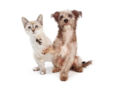 Şirin yavru köpek ve kedi birlikte pençelerini büyütmek için bir numara öğreniyorlar.