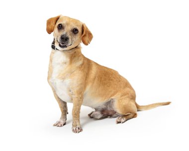 Küçük dost canlısı melez köpek mutlu bir gülümseme ile beyazın üzerine oturmuş kameraya bakıyor.