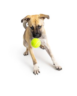 Sarı tenis topunu yakalayan dost canlısı ve oyuncu melez bir köpek. Beyazda izole edilmiş. 