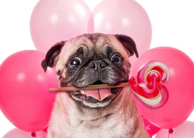 Komik Sevgililer Günü pug köpeği kalp şeklinde şeker emici ağzında pembe balonlar tutuyor.