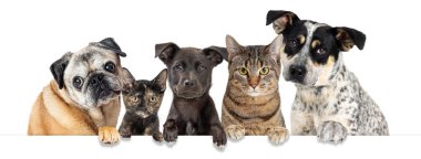 Bir grup melez köpek ve pençeleri boş beyaz bir web pankartıyla sallanan kediler.