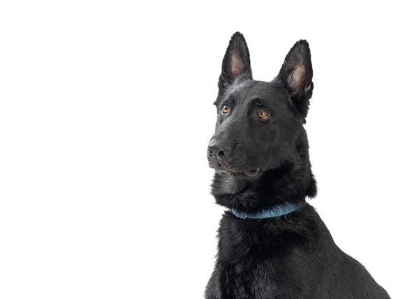 Черная Бельгийская Собака Малинуа Бдительным Внимательным Выражением Лица Смотрит Сторону — стоковое фото