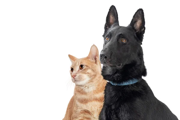 Närbild Stora Hund Orange Tabby Katt Tillsammans Med Uppmärksam Uttryck — Stockfoto