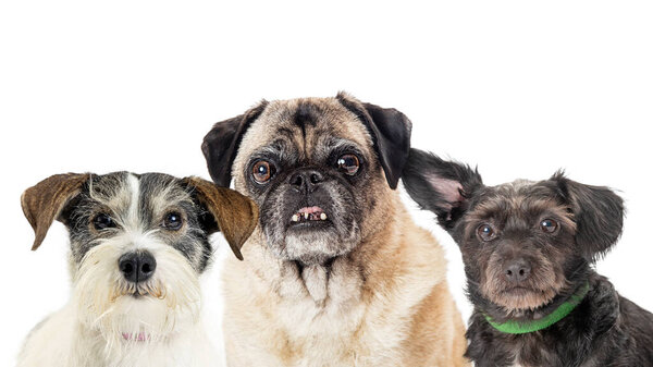 Three medium-sized common breed rescue dogs together over white background