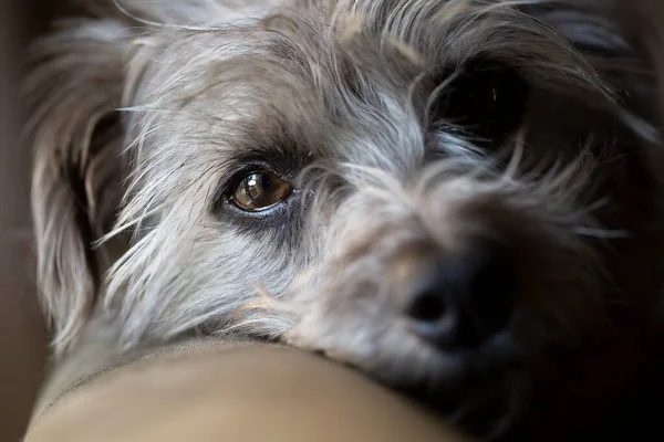 Nahaufnahme Selektiver Fokus Auf Ein Auge Eines Niedlichen Kleinen Terrier — Stockfoto