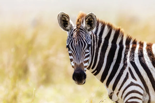 Foto Close Uma Jovem Zebra Planície Africana Com Fundo Verde — Fotografia de Stock