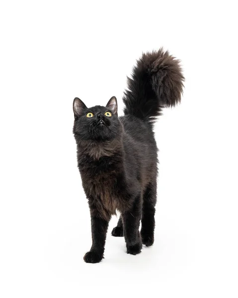 Curious Young Frisky Playful Black Cat Walking Forward Looking White — Stock Photo, Image