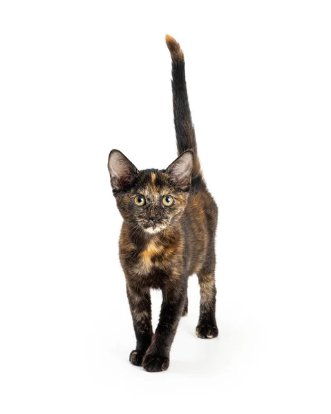 Cute Young Tortie Coat Brown Black Kitten Looking Camera Tail — Stock Photo, Image