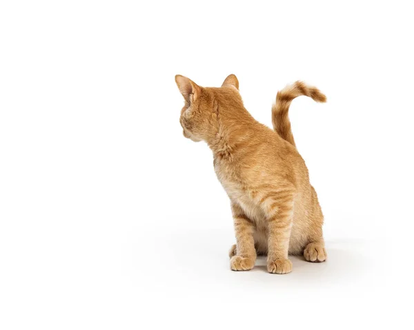 Beyaz Arka Planda Oturan Küçük Sevimli Bir Turuncu Kedi Başını — Stok fotoğraf