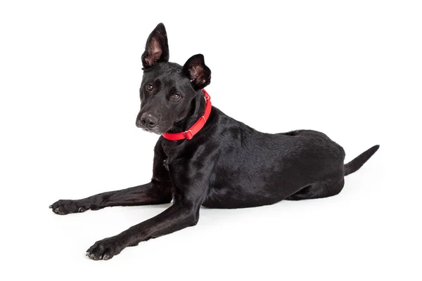 Grand Chien Race Mixte Couleur Noire Portant Collier Rouge Couché — Photo