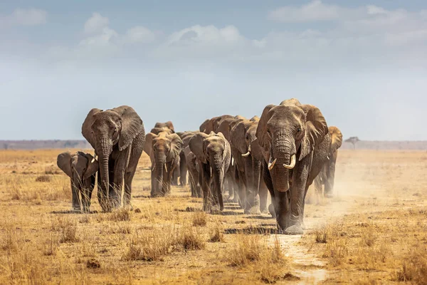 Büyük Bir Afrika Fili Sürüsü Amboseli Ulusal Parkı Nın Kuru — Stok fotoğraf