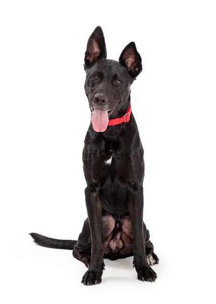 Mixeed Large Breed Black Dog Wearing Red Collar Sitting White — Stock Photo, Image