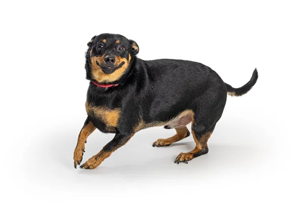 Ein Übergewichtiger Kleiner Mischlingshund Der Rasse Chihuahua Läuft Mit Einem — Stockfoto