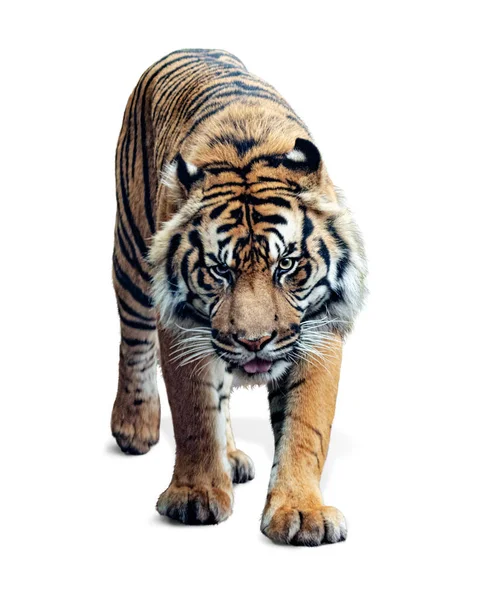 Large Sumatran Tiger Walking Looking Forward — Stock Photo, Image