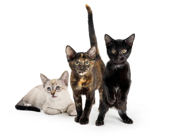 Три Милые Молодые Дружелюбные Игривые Котята Вместе Белом Фоне — стоковое фото