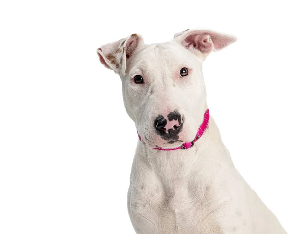 Primo Piano Misto Grande Razza Cane Colore Bianco Con Espressione — Foto Stock