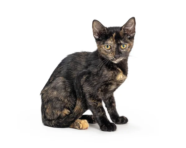 Cute Tortie Coat Kitten Sitting Facing Side White Background — Stock Photo, Image