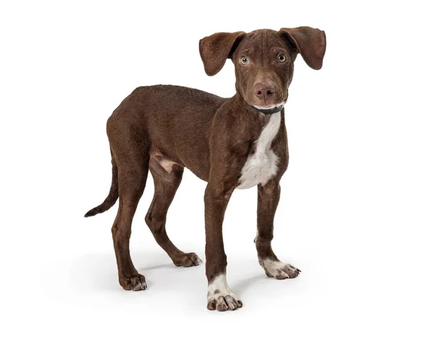 Cute Young Brown Crossbreed Dog Standing Side White Looking Camera — Stock Photo, Image