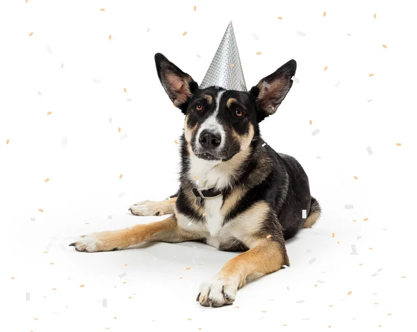 Perro Con Una Cansada Expresión Llevando Sombrero Celebración Año Nuevo — Foto de Stock