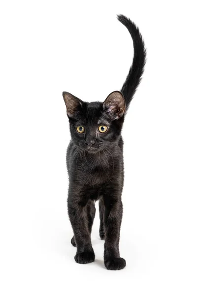 Nettes Junges Schwarzes Kätzchen Geht Vorwärts Über Weißen Hintergrund Stockfoto