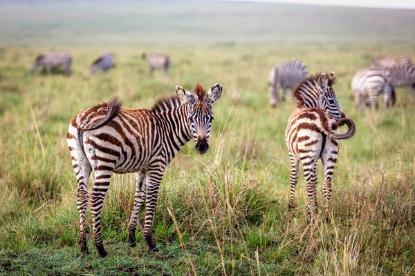 Zwei Süße Zebrafohlen Grasland Von Kenia Afrika Stockbild