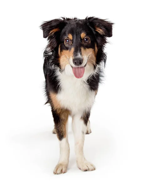 Misturado Grande Cão Raça Pastor Australiano Com Expressão Feliz Sorrindo Imagens De Bancos De Imagens Sem Royalties