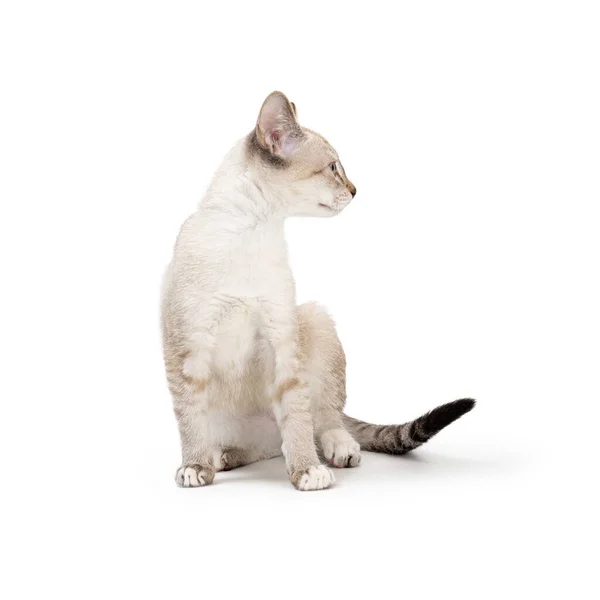 Nettes Junges Siamesisches Katzenkätzchen Sitzt Auf Weißem Hintergrund Und Dreht Stockfoto