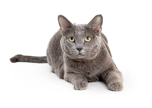 Katze Haustier Kurzhaar Liegend Die Kamera Schauend Grau Isoliert Weißer Stockbild