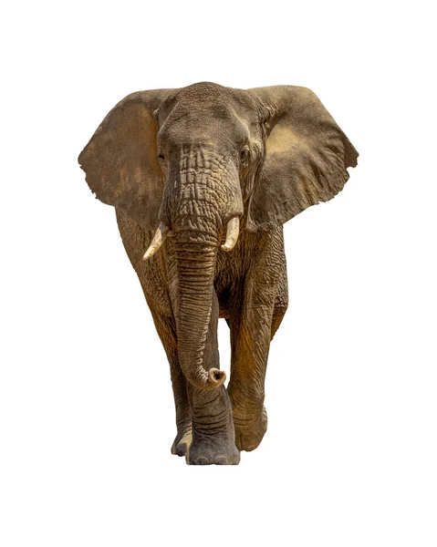 非洲大象脸朝前走 背景被移除 — 图库照片
