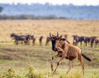 Kenya Afrika 'da göç mevsiminde bir yabani gnu bir sürünün önünde koşar.